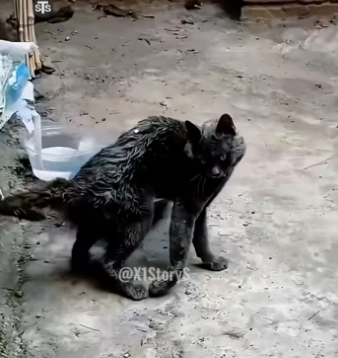 H2801004_tiktok_7567912598083996950_7567912598083996950