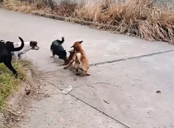 H2801001_tiktok_7570694315723214135_7570694315723214135