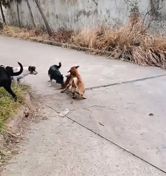 H2801001_tiktok_7570694315723214135_7570694315723214135