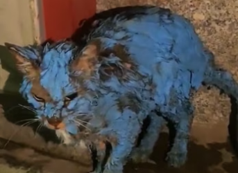 H2801002_tiktok_7569957053213560078_7569957053213560078