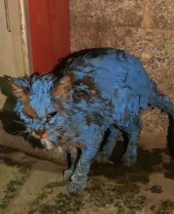 H2801002_tiktok_7569957053213560078_7569957053213560078