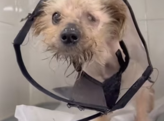 H2801005_tiktok_7569379838289530134_7569379838289530134