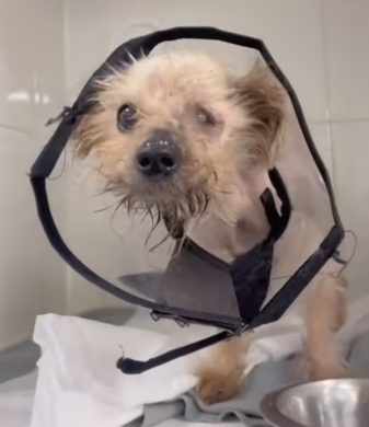 H2801005_tiktok_7569379838289530134_7569379838289530134