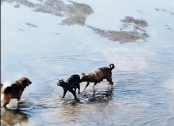 H2801001_tiktok_7571444543535582519_7571444543535582519