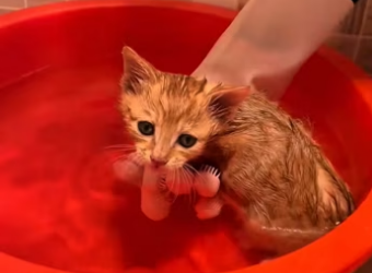 H2801002_tiktok_7572177803861396749_7572177803861396749