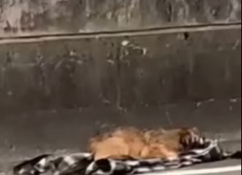 H2801004_tiktok_7571455764657753366_7571455764657753366