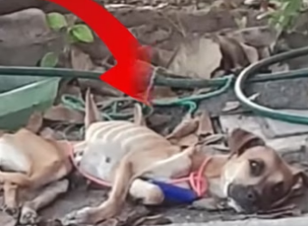 H2801005_tiktok_7571424801261194518_7571424801261194518