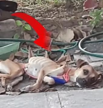 H2801005_tiktok_7571424801261194518_7571424801261194518