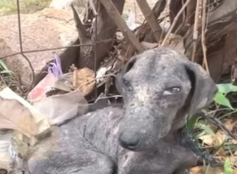 H2801002_tiktok_7574132062270065942_7574132062270065942