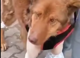 H2801005_tiktok_7572579337652751638_7572579337652751638