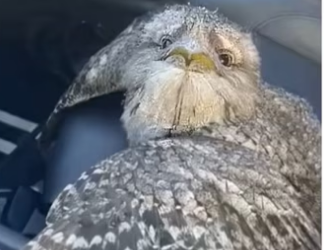 H2901001_What is #wholesome #animals