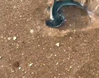 H2901002_First to have a shark friend wholesome animals shark