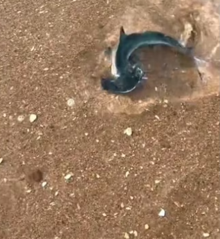 H2901002_First to have a shark friend wholesome animals shark