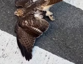 H2901004_Love is universal #wholesome #animals