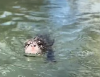 H2901005_Name suggestions #wholesome #animals