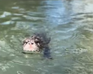 H2901005_Name suggestions #wholesome #animals