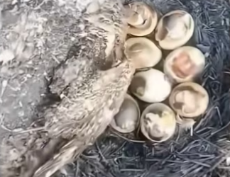 H2901001_Her mom sacrificed herself on nest #wholesome #duck