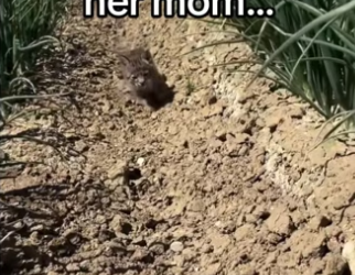 H2901002_Not her going straight boop #wholesome #animals