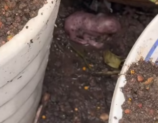 H2901003_You won believe what it was! #wholesome #animals