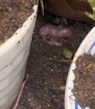 H2901003_You won believe what it was! #wholesome #animals