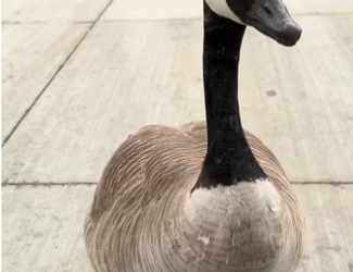 H2901005_Do your to help Mother Nature #wholesome #animals