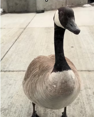 H2901005_Do your to help Mother Nature #wholesome #animals