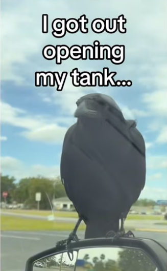 H2901001_Unmatched intelligence #wholesome #animals