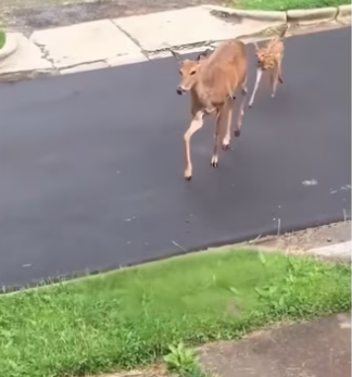 H2901002_She knew she couldn provide her.. #deer #animals