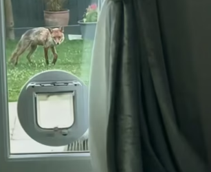 H2901003_She faded away to sounds of her baby playing #wholesome #animals