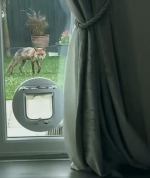 H2901003_She faded away to sounds of her baby playing #wholesome #animals