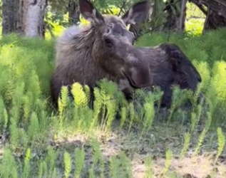 H2901004_We are forever family #wholesome #animals