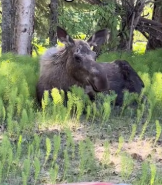 H2901004_We are forever family #wholesome #animals