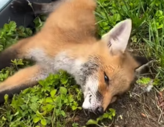 H2901005_Please don use poison traps! #wholesome #animals