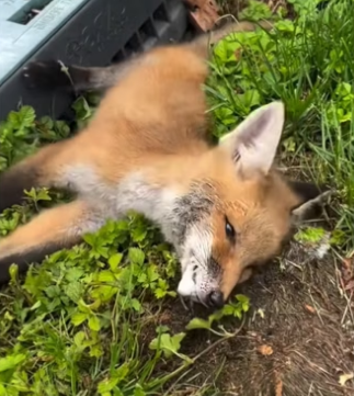 H2901005_Please don use poison traps! #wholesome #animals