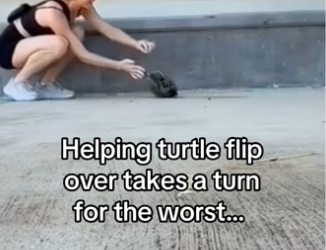 H2901001_It all worked out #wholesome #animals