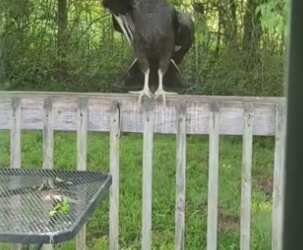 H2901002_Two vultures nested late had to leave their eggs #wholesome #anim…