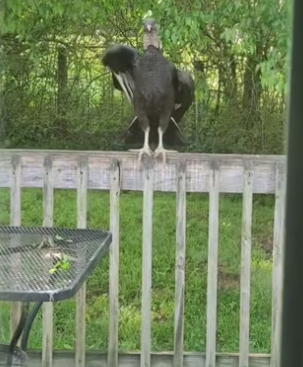 H2901002_Two vultures nested late had to leave their eggs #wholesome #anim…