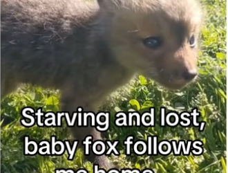 H2901003_universe has plan #wholesome #animals