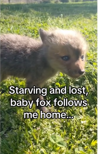 H2901003_universe has plan #wholesome #animals