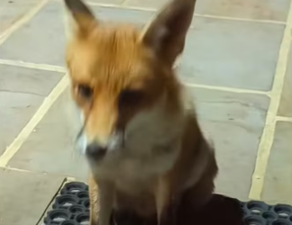 H2901004_God had plan #wholesome #animals