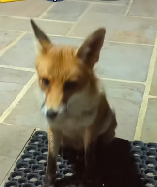 H2901004_God had plan #wholesome #animals