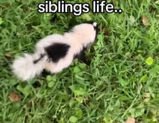 H2901005_All animals have souls #wholesome #animals