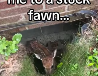 H2901001_Would you help fawn #wholesome #deer