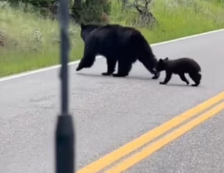 H2901002_How found my family #wholesome #bear