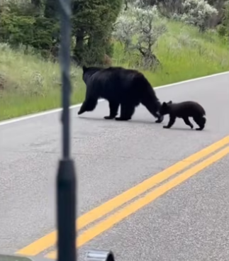 H2901002_How found my family #wholesome #bear