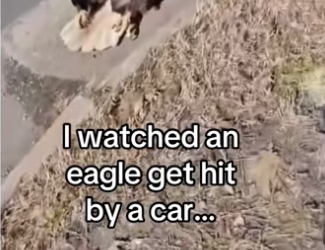 H2901003_Nothing can separate us #eagle #wholesome #animal