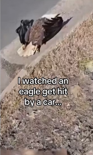 H2901003_Nothing can separate us #eagle #wholesome #animal