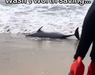 H2901005_Every animal deserves chance #wholesome #animals