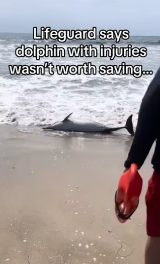 H2901005_Every animal deserves chance #wholesome #animals