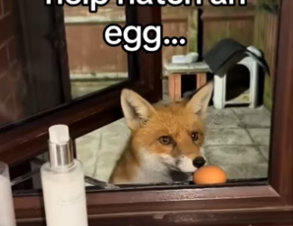 H2901001_Where did fox go #wholesome #animals